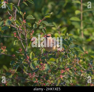 Cirage de cèdre dans un brousse de serviceberry. Banque D'Images