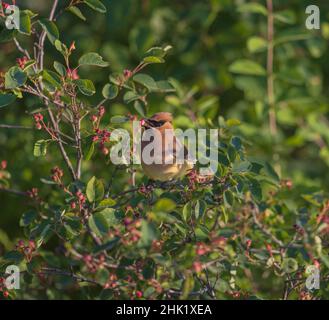 Cirage de cèdre dans un brousse de serviceberry. Banque D'Images