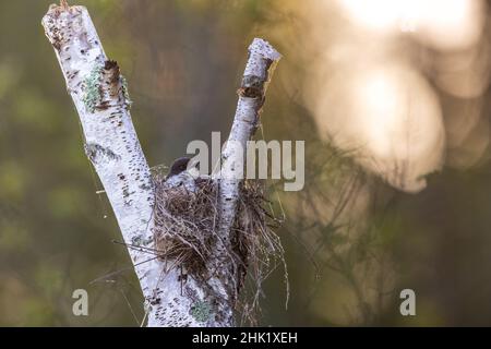 Oiseau de l'est nichant dans un bouleau mort très près de l'eau. Banque D'Images