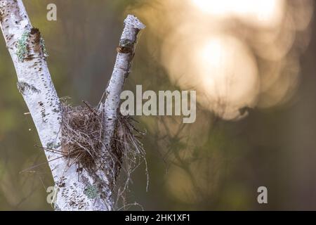 L'oiseau de l'est nichent dans un bouleau mort très près de l'eau. Banque D'Images