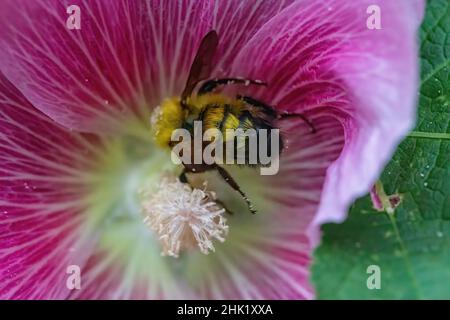 Bourdon couvert de pollen à l'intérieur d'une fleur de hollyhock rose. Banque D'Images