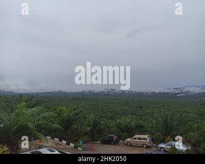 Une journée sombre et brumeuse dans une forêt tropicale sur une île tropicale Banque D'Images