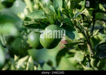 Agrumes d'orange vert mûrissant sur des plantations d'orangers biologiques Banque D'Images