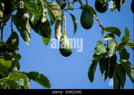 Fruits biologiques verts mûrs de l'avocat accrochés à la plantation d'arbres de l'avocat Banque D'Images
