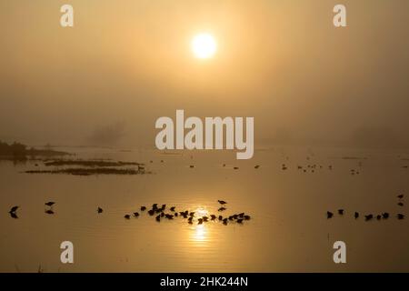 Silhouette de Dowitcher, réserve naturelle nationale de Merced, Californie Banque D'Images