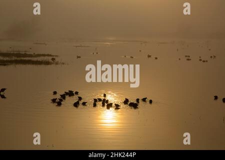 Silhouette de Dowitcher, réserve naturelle nationale de Merced, Californie Banque D'Images