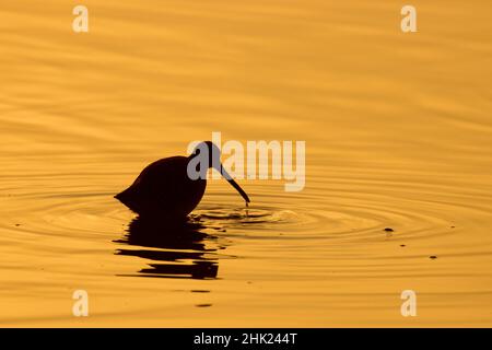 Silhouette de Dowitcher, réserve naturelle nationale de Merced, Californie Banque D'Images