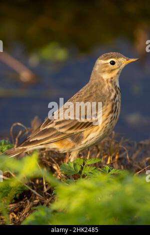 American pipit (Anthus rubescens), réserve naturelle nationale Merced, Californie Banque D'Images