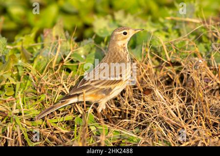 American pipit (Anthus rubescens), réserve naturelle nationale Merced, Californie Banque D'Images