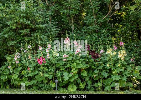 Rangée de creux de différentes fleurs colorées poussant dans un jardin d'été avec un bois derrière. Banque D'Images