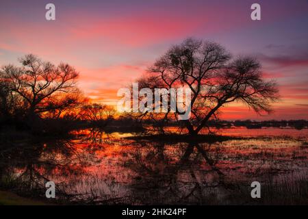 Coucher de soleil sur les arbres des marais, réserve naturelle nationale de San Luis, Californie Banque D'Images