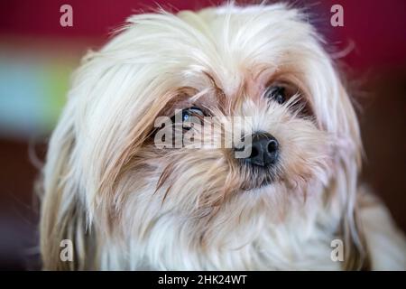 Chien Shih tzu mignon et adorable. Banque D'Images