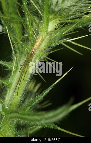 Araignée à herbe à queue (Argiope protensa) sur le chardon-coches Banque D'Images