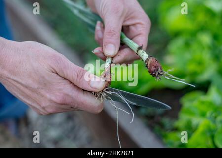 Femme cueillant de jeunes oignons biologiques dans la serre.Main de femme tenant des oignons frais.Jardinage. Banque D'Images