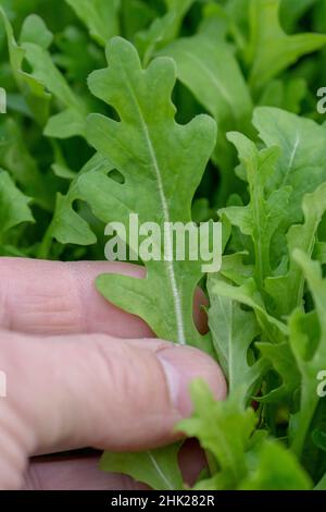 Femme cueillant jeune roquette organique ou arugula (Eruca vesicaria) dans la serre .Main femelle tenant une feuille d'arugula verte. Banque D'Images