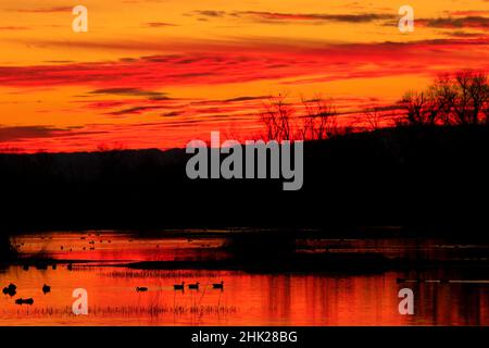 Coucher de soleil sur l'étang avec silhouette de canard, réserve d'animaux de Gray Lodge, Californie Banque D'Images