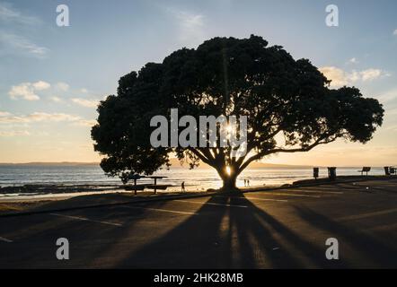 Les gens et les chiens marchent sur la plage de Milford au lever du soleil.Le soleil éclate à travers l'arbre Pohutukawa avec l'île Rangitoto au loin. Banque D'Images