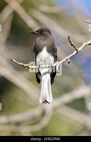 Phoebe noir adulte perching sur l'arbre et à la recherche d'insectes.Comté de Santa Clara, Californie, États-Unis. Banque D'Images