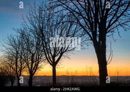 Silhouette d'arbres contre un ciel clair à l'aube dans la campagne des cotswold.Cotswolds, Gloucestershire, Angleterre Banque D'Images