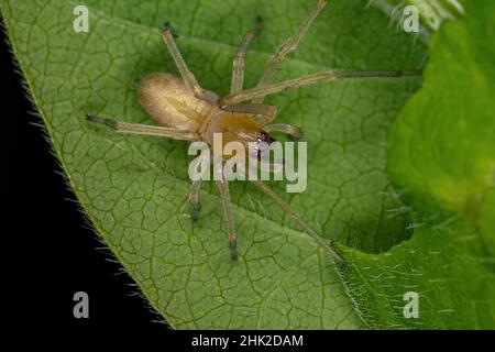 Araignée à long pattes mâle adulte du genre Cheiracanthium Banque D'Images