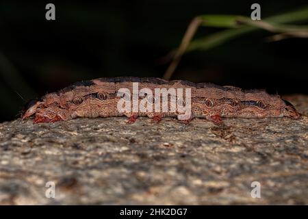 Chenille de l'espèce Ascalapha odorata Banque D'Images