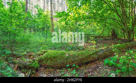 Photo panoramique du bord d'une forêt de pins, arbre tombé pourri couvert de mousse au premier plan Banque D'Images