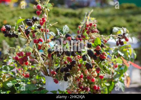 Foire agricole de jardinage en plein air.Gros plan sur les branches de framboises et de mûres avec baies.Démonstration de la récolte de divers de Banque D'Images