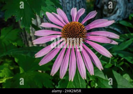 Fleur rose dans le jardin d'été. Banque D'Images