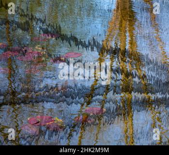 Reflet de l'étang de Lily résumé. Banque D'Images