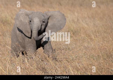 Afrique, Kenya, OL Pejeta Conservancy.Bébé éléphant d'Afrique Banque D'Images