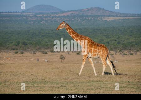 Afrique, Kenya, OL Pejeta Conservancy.Girafe réticulée espèces en voie de disparition. Banque D'Images