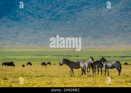 Zèbres des plaines (Equus quagga), cratère de Ngorongoro, aire de conservation de Ngorongoro, Serengeti, Tanzanie. Banque D'Images