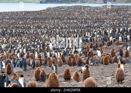 Océan Austral, Géorgie du Sud, baie St. Andrew.Les adultes entrecoupées de poussins créent un motif dans la colonie étroitement emballée. Banque D'Images