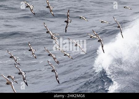 Océan Austral, Géorgie du Sud, cape pétrel ou pintado, Daption capense.Des troupeaux de pétrels du cap suivent le navire au large de la côte sud de la Géorgie. Banque D'Images