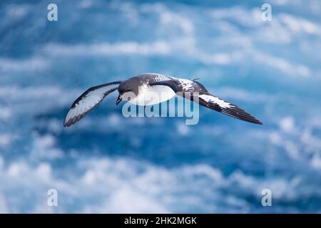 Océan Austral, Géorgie du Sud, cape pétrel ou pintado, Daption capense.Un pétrel de cape vole le long du navire près de la Géorgie du Sud. Banque D'Images