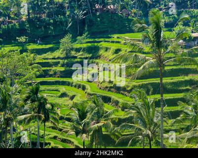 Indonésie, Bali, Ubud.Tegallalang Rice terrasses près d'Ubud Banque D'Images