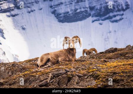 Béliers de Bighorn sur la crête Wilcox sous le mont Athabasca, parc national Jasper, Alberta, Canada Banque D'Images