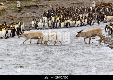 Océan Austral, Géorgie du Sud, baie St. Andrew's, renne, Rangifer tarandus.Une espèce introduite qui a depuis été éradiquée, se déplace à travers le Banque D'Images