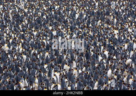 Océan Austral, Géorgie du Sud, plaine de Salisbury, manchot roi, Aptenodytes Papagonicus.En regardant vers le bas les pingouins bien remplis dans la colonie. Banque D'Images