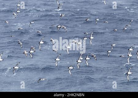 Océan Austral, Géorgie du Sud, cape pétrel ou pintado, Daption capense.Des troupeaux de pétrels du cap suivent le navire au large de la côte sud de la Géorgie. Banque D'Images