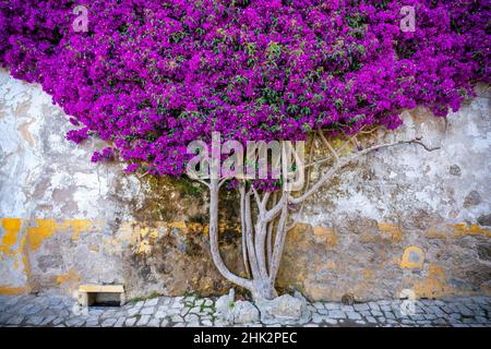 Europe, Portugal, Obidos.Usine de bougainvilliers sur le mur de la maison. Banque D'Images
