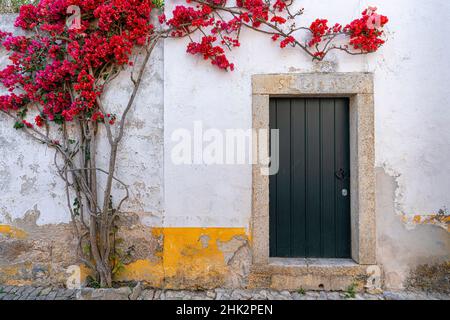 Europe, Portugal, Obidos.Usine de bougainvilliers sur le mur de la maison. Banque D'Images