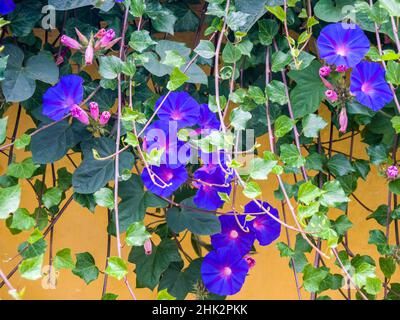 Portugal, Aveiro.Blue Morning Glory, Ipomoea indica, en pleine croissance sauvage dans le quartier historique d'Aveiro. Banque D'Images