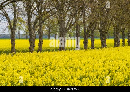 Suède, île Gotland, Romakloster, paysage avec fleurs jaunes, printemps Banque D'Images