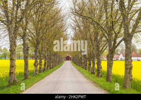 Suède, île Gotland, Romakloster, route de campagne avec fleurs jaunes au printemps Banque D'Images