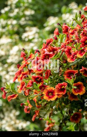 Planteurs suspendus de Calibrachoa, ou million de Bells ou pétunia traînant.Ce sont des plantes herbacées avec un axe de pousse ligneux qui pousse annuellement ou perenni Banque D'Images