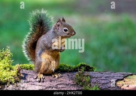 Douglas Squirrel debout sur des pattes arrière sur une bûche recouverte de mousse. Banque D'Images