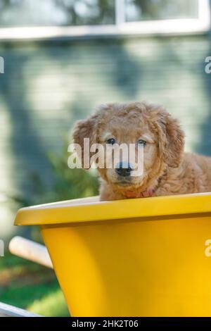 Chiot Red Golden Retriever de dix semaines, assis dans une brouette.(PR) Banque D'Images