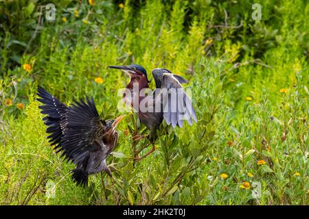 Temps d'alimentation du Heron vert (Butorides virescens) Banque D'Images