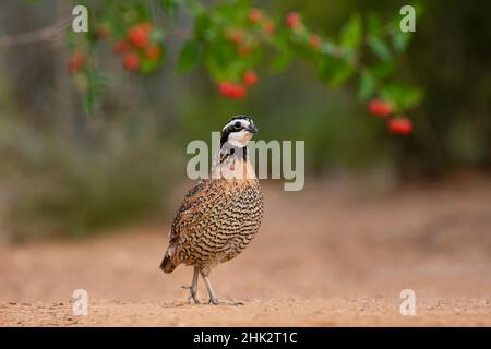 Alimentation du blanc de Bobwhite du Nord (Colinus virginianus) Banque D'Images